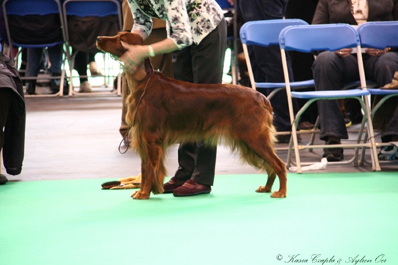 Crufts2011 316.jpg